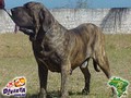 In Memorian - Fila Brasileiro Tigrado - Canil Singular - Nino